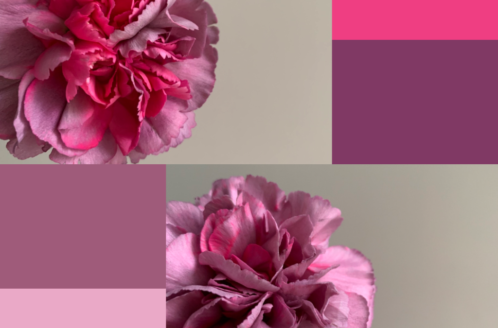 Dianthus caryophyllus｜康乃馨